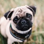 Profile Picture of Cecil Cole (@adventures_of_cecil_the_pug) on Instagram