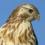 Profile Picture of Sarah  O (@www.sarahspetcareleicester.com) on Flickr