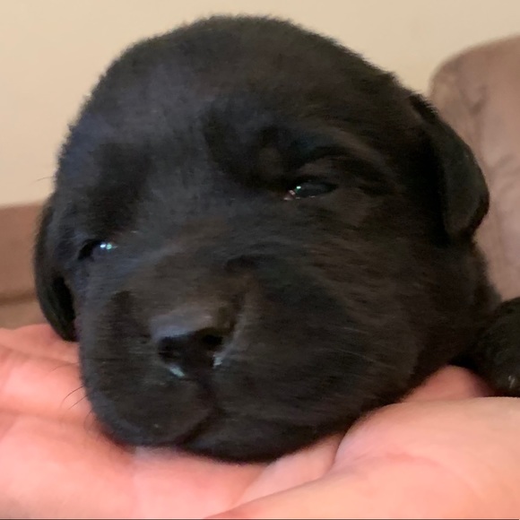 Profile Picture of Lisa Greer (@dirtydawgs) on Poshmark