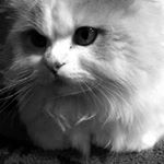 Profile Picture of Jenna❤️ (@jennagroenen) on Instagram