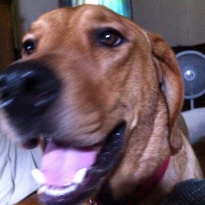 Profile Picture of Jim Weekley (@Tiedyelabguy) on Twitter