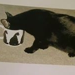 Profile Picture of Phyllis Neri (@phyllisneri) on Instagram