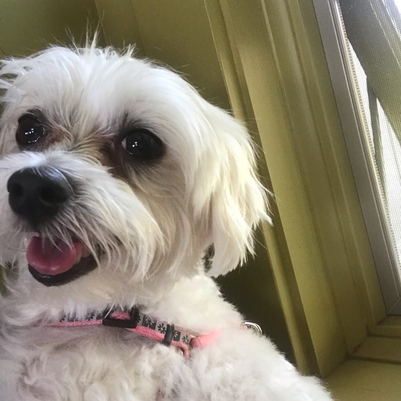 Profile Picture of Calene Balthazar (@caleneb) on Poshmark