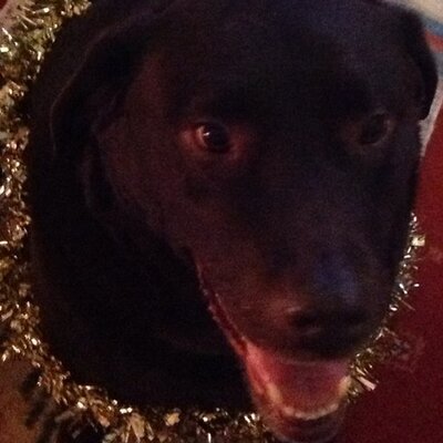 Profile Picture of Simon Savage (@ScreamingSavage) on Twitter