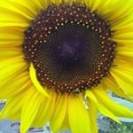 Profile Picture of Mark Rickson (@mark.rickson1) on Instagram