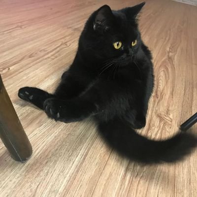 Profile Picture of Jialu Zhang (@JialuZhang4) on Twitter