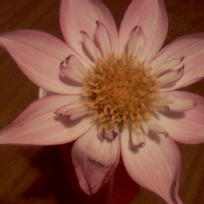 Profile Picture of Chloe Mello (@Chloeella412) on Twitter
