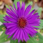 Profile Picture of Barbara Edmondson (@baripod) on Instagram