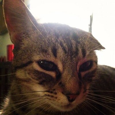 Profile Picture of Bea Rodríguez (@bearodriperez) on Twitter