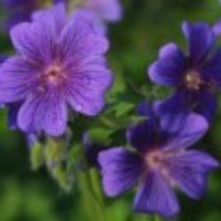 Profile Picture of Cindy Shields Vuckov (@cindy-shields-vuckov) on Quora