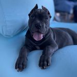 Profile Picture of bodyguardathena (@bodyguardathena) on Instagram