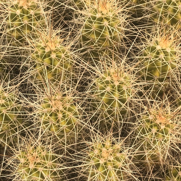 Profile Picture of Evelyn Caciagli (@evelync156) on Poshmark