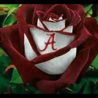 Profile Picture of Cindy Gamble (@cindyGa37157110) on Twitter