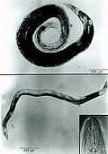 Profile Picture of Anguina agrostison Wikipedia