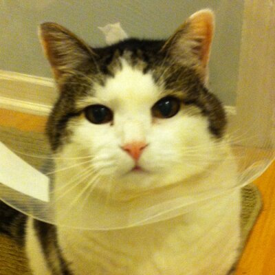 Profile Picture of Heather Foster 🇨🇦 (@heather_foster) on Twitter