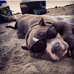 Profile Picture of Justin Scheuerer (@just_scheu) on Instagram