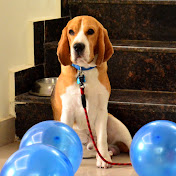 Profile Picture of Sparky The Beagle (@sparkythebeagle461) on Youtube
