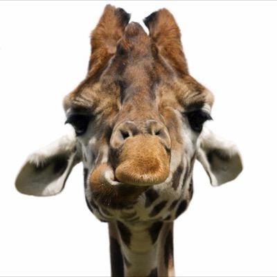 Profile Picture of Kyle Brunson (@KyleBrunson71) on Twitter