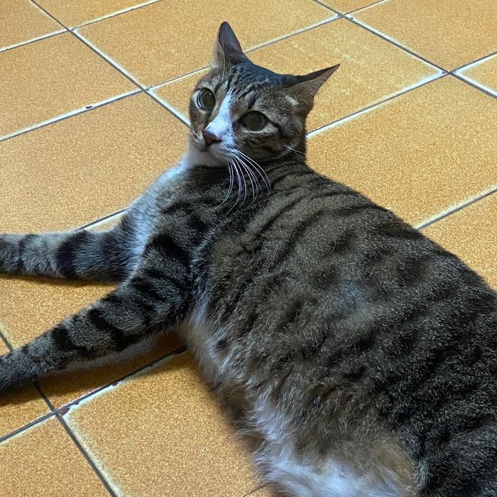 Profile Picture of Thomas Lu (@thomaslu1) on Tiktok