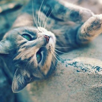 Profile Picture of MARTIN CECILIO LOMAS (@CecilioLomas) on Twitter