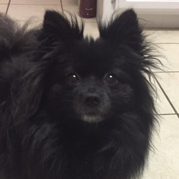 Profile Picture of Zoe Giannakopoulos (@zsg4126) on Poshmark