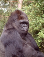Profile Picture of Koko (gorilla)on Wikipedia