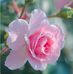 Profile Picture of Hiyam Ibrahim (@hiyam.ibrahim.549) on Facebook