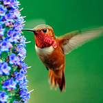 Profile Picture of Mahesh Valsalan (@maheshkv83) on Flickr