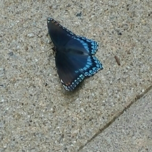 Profile Picture of Danielle Minoui (@dminoui) on Poshmark