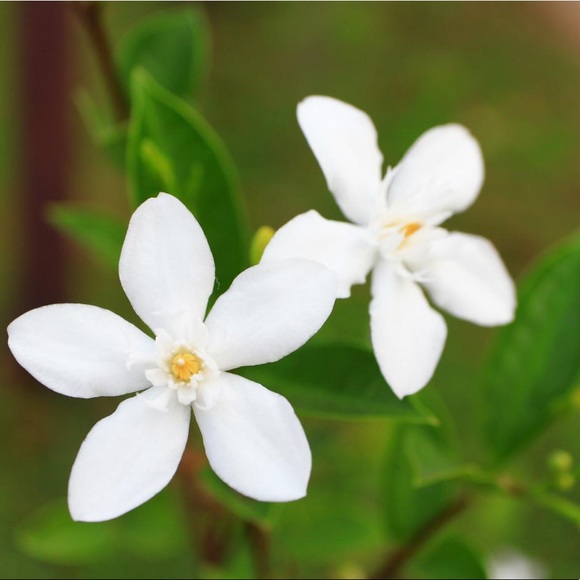 Profile Picture of Jasmine Baxter (@jbaxter1018) on Poshmark