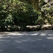 Bennett Wolf - Youtube Profile Picture of Bennett Wolf (@bennettwolf69) on Youtube