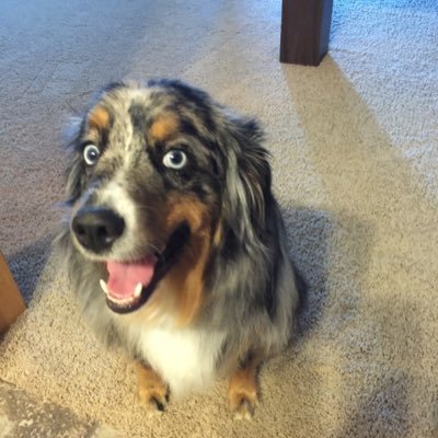 Profile Picture of Troy Fitzpatrick (@FastFitzzzy) on Twitter