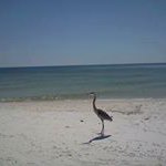 Profile Picture of Sheryl Torrey Peterfi (@sherylpeterfi) on Instagram