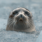 Profile Picture of Steve Duez 