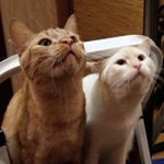 Profile Picture of Patrick and Tosha (@patik__and_tosha) on Instagram