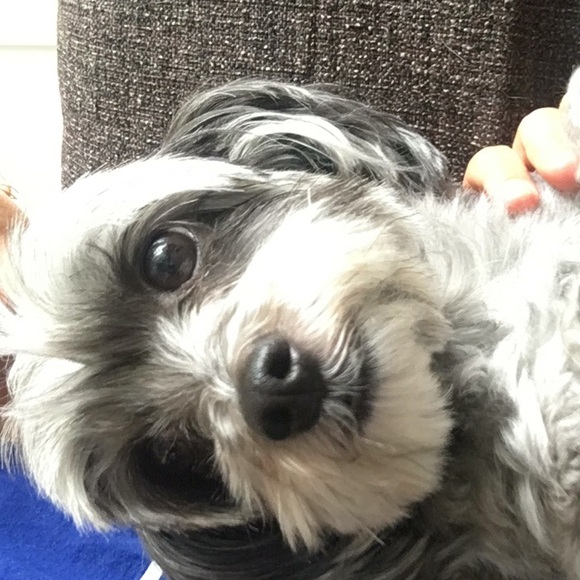 Profile Picture of Stacy Rubeli (@stacyrubeli) on Poshmark