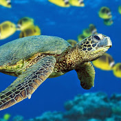 Profile Picture of Hannah Schultz (@HannahBananers72) on Youtube