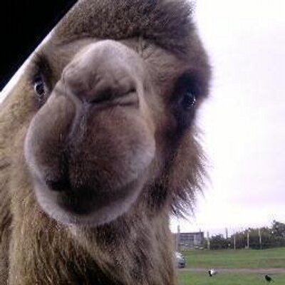 Profile Picture of Mark (@Gr4ssHoppa) on Twitter