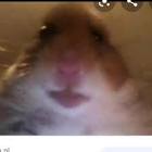 Profile Picture of   SAKER Live on TikTok (@homik9951) on Tiktok