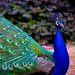 Profile Picture of Anjeli Singh (@anjelisingh) on Pinterest