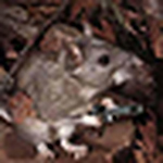 Profile Picture of Meska! (@meska!) on Flickr