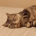 Profile Picture of 米毛流(まいける) (@michael.damonde) on Instagram