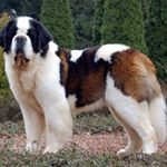 Profile Picture of Bernard Pablo Castillo (@ber_kioske24) on Instagram