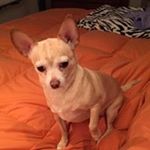 Profile Picture of Jeni Davis Kimball (@jenikidahogirl) on Instagram