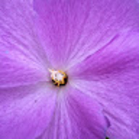 Profile Picture of Barbara Grauke (@cuestaglass) on Poshmark