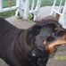 Profile Picture of Rocky Springer (@rocky.springer.77) on Facebook