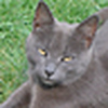 Profile Picture of Daniel (@Majstor Dane) on Flickr