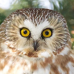 Profile Picture of John Richardson (@johnpr409) on Flickr