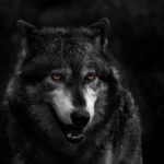 Profile Picture of Paul Stanley (@paulwolf916) on Instagram