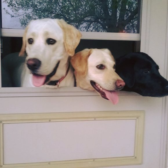 Profile Picture of Lori Youngquist (@loriyoungquist) on Poshmark